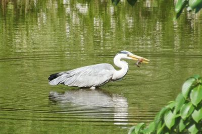 Bird flying over lake