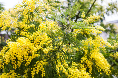 Close-up of yellow flowers