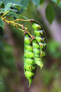 Close-up of insect on plant