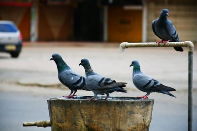 Seagulls perching on a bird