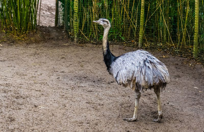 Bird standing on field