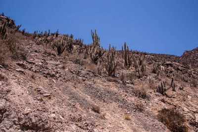 Plants growing on land against clear sky