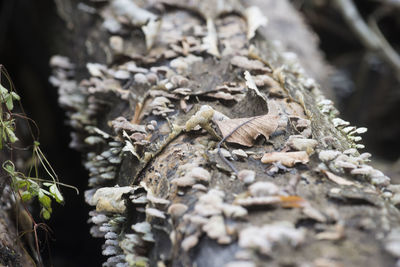 Close-up of dried leaves on plant