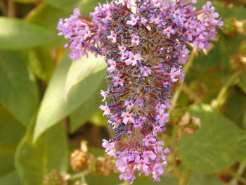 Close-up of purple flowers blooming outdoors