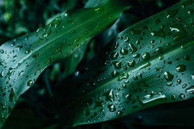 Close-up detail of a green plant leaf with raindrops. tropical summer natural background.