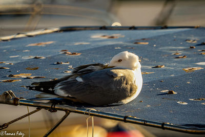 Close-up of seagull perching on railing