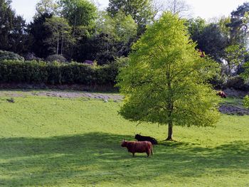 Horse in a field