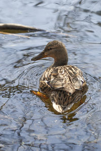 High angle view of mallard duck swimming in lake