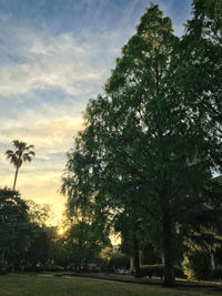 Trees on landscape against cloudy sky