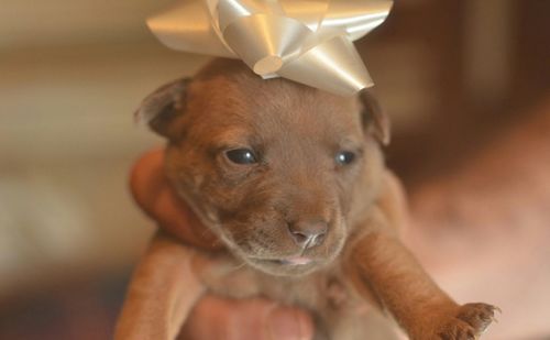 Close-up portrait of puppy