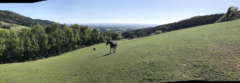 Full length of a horse on field