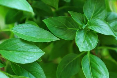 Full frame shot of green leaves