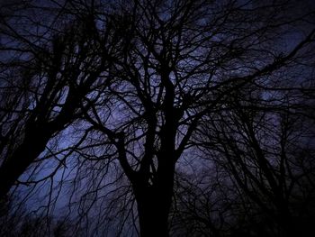 Low angle view of silhouette bare trees against sky