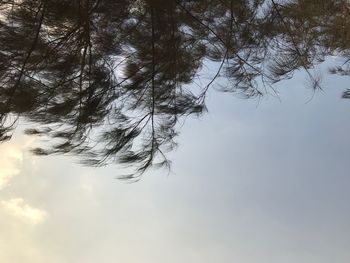 Low angle view of tree against sky