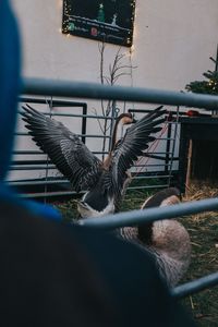 View of birds on the road