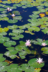 High angle view of lotus water lily in pond