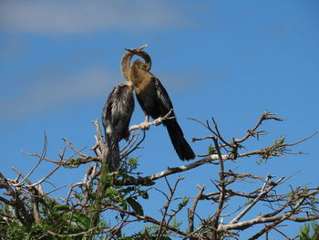 Pair of anhinga perching on a treetop