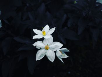 Close-up of white flowering plant