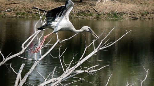 Bird flying over lake