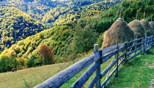 View of sheep on land