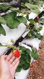 Close-up of hand holding strawberry plant