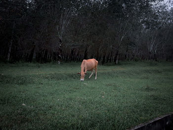 Horse grazing in a field