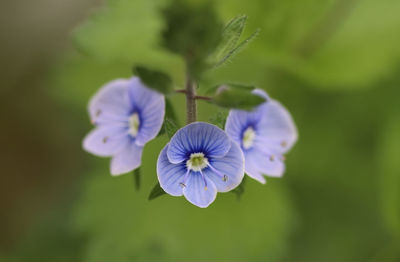 flowering plant