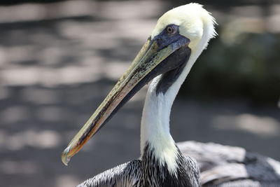 Close-up pelican head side view