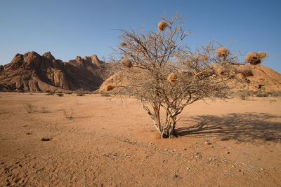 Bare trees on desert against sky