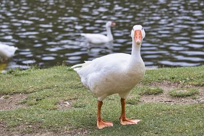 White duck on field