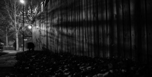 View of illuminated trees at night