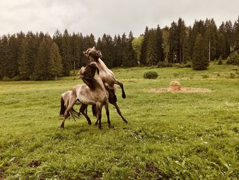Playing horses in the thüringer forest