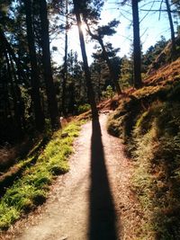 Footpath amidst trees in forest