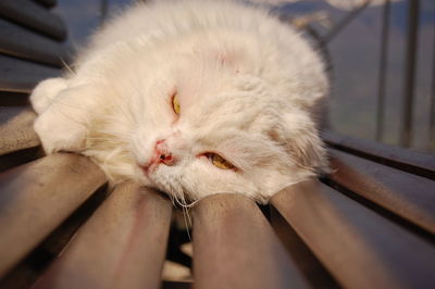 Close-up of white cat resting