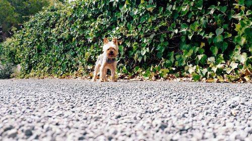 Dog on road