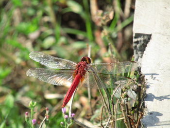 Close-up of dragonfly on plant