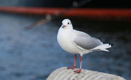 Seabirds resting in the harbor