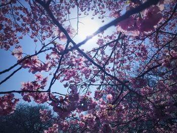 Low angle view of cherry blossom tree