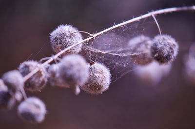 Cobweb on plant against blurred background