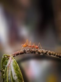 Close-up of insect on plant