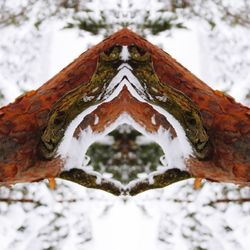 Close-up of lizard on tree in forest