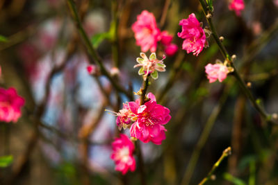 Close-up of pink flowers