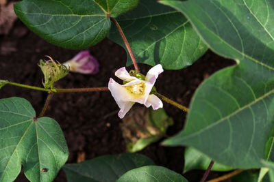 Close-up of flowering plant