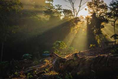 Sun shining through trees