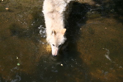 High angle view of a bird drinking water