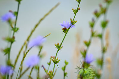 Close-up of purple crocus blooming outdoors