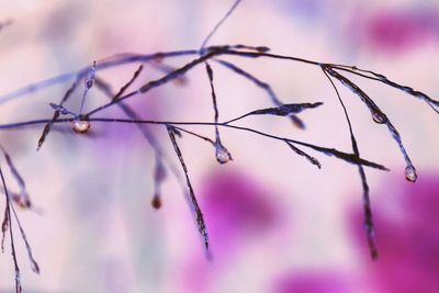 Close-up of plant twig