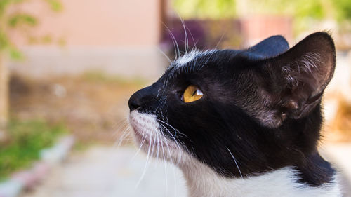 Close-up of cat looking away