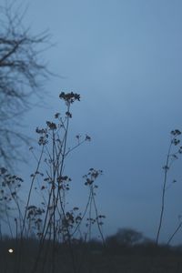 Low angle view of plants against clear sky