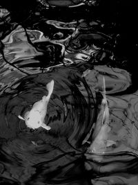 Close-up of turtle swimming in water